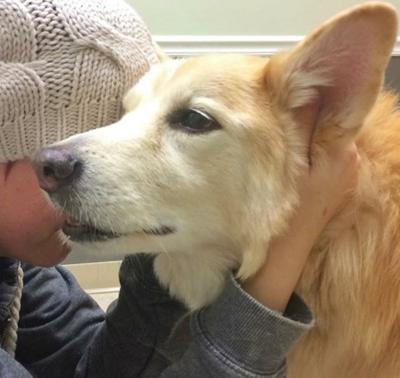 Illustration de l'article : 7 choses que votre chien décédé voudrait que vous sachiez